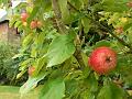 Apple, orchard, Sissinghurst Castle gardens P1120810